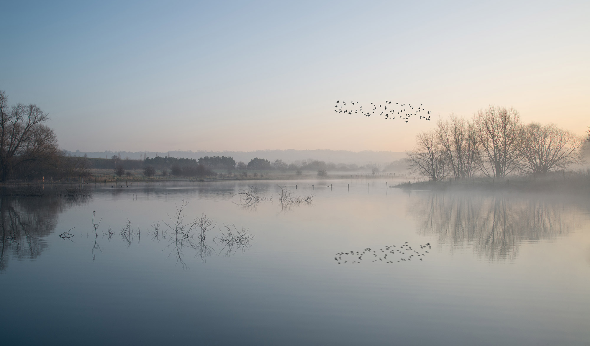 Flock of birds over yellow tinted grey lake